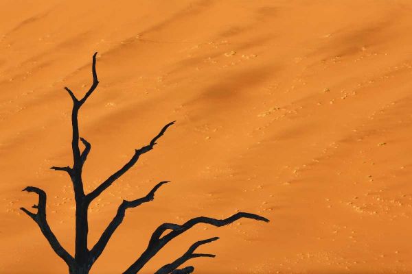 Namibia, Dead Vlei Tree branches and sand dune